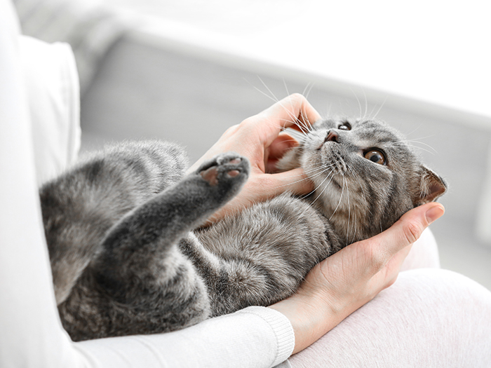 ペット輸送保障制度で万一にも備えます