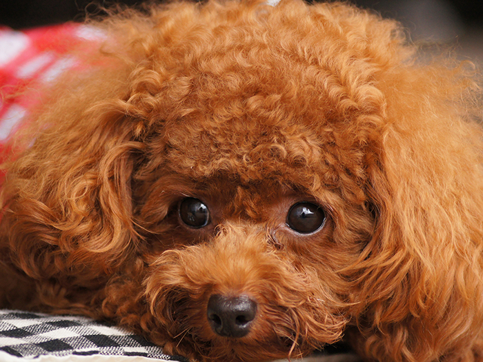 24時間365日、どこへでも送迎対応