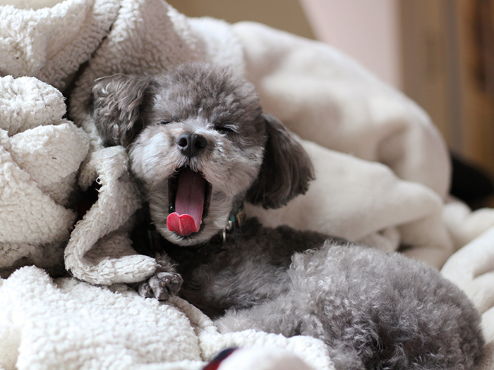 ペットと飼い主様に寄り添う安心のサポート