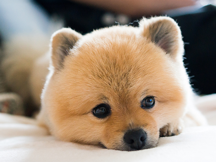 むささびパック