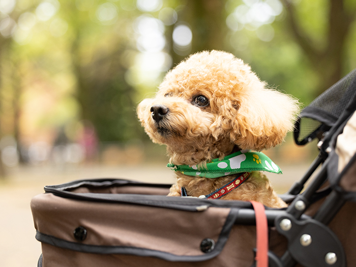 国内中距離・長距離送迎