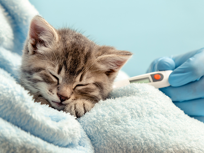 動物病院への送迎